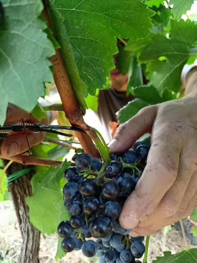 Agriturismo Colle Vento Суверето Экстерьер фото